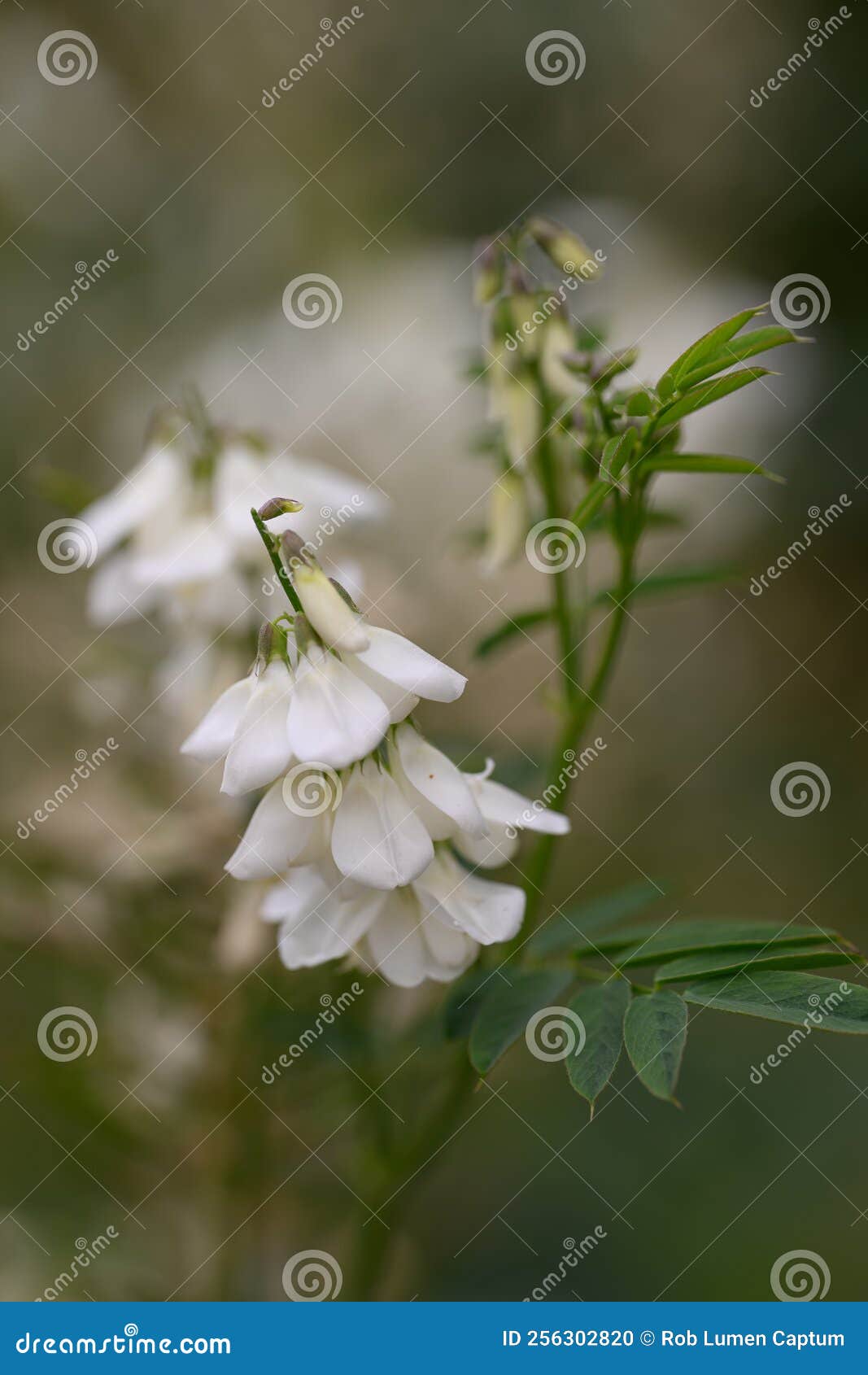 goats rue galega x hartlandii alba, white pea-like flowers